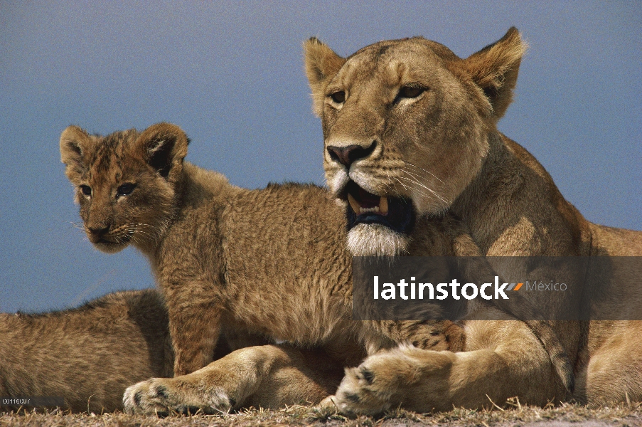 León africano (Panthera leo) madre y cachorro, Parque Nacional del Serengeti, Tanzania