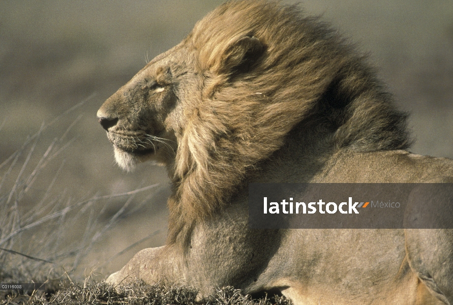 Macho León africano (Panthera leo) frente al viento, Parque Nacional del Serengeti, Tanzania