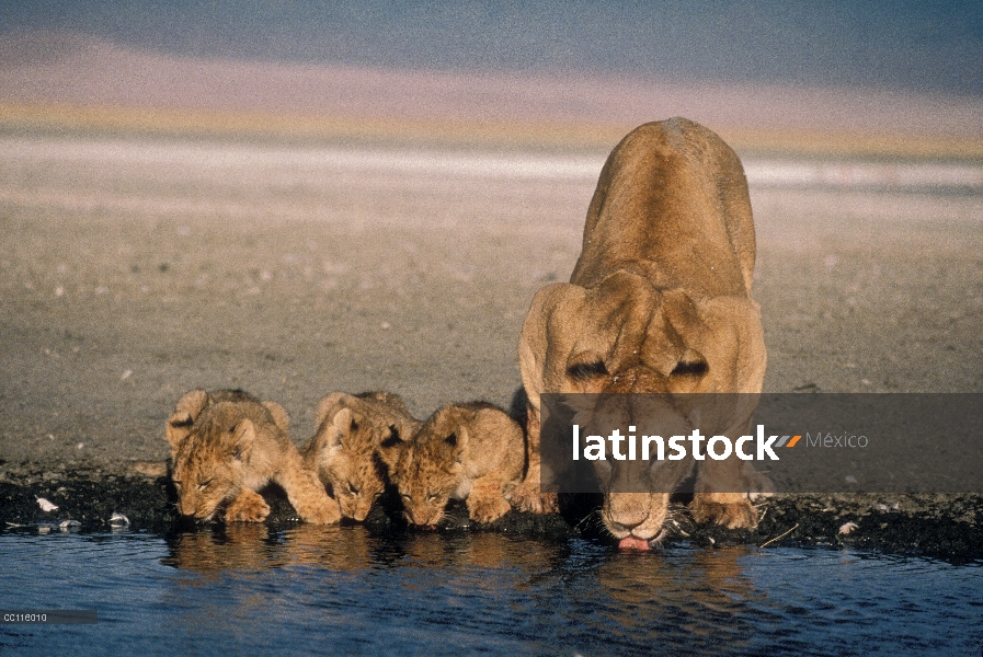 León africano (Panthera leo) hembra y cachorros beber, Parque Nacional del Serengeti, Tanzania