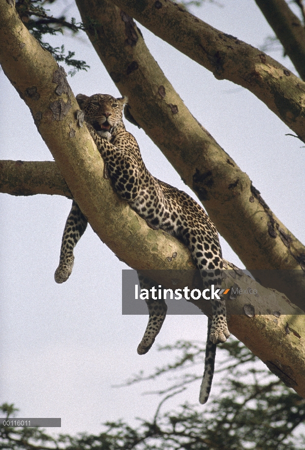 Leopardo (Panthera pardus) descansando en un árbol, Parque Nacional del Serengeti, Tanzania