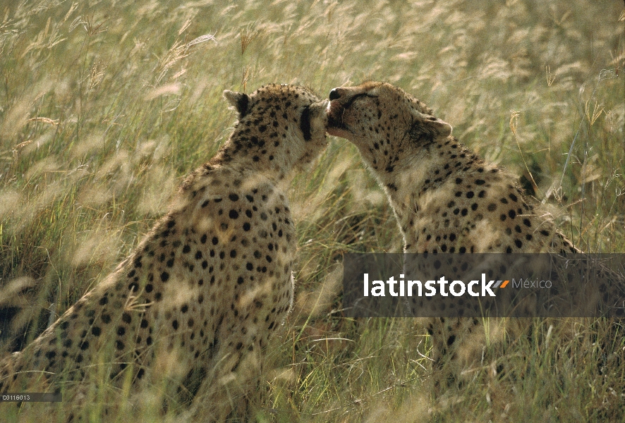 Par de guepardo (Acinonyx jubatus) preparación mutuamente en hierba alta, Serengeti, Tanzania