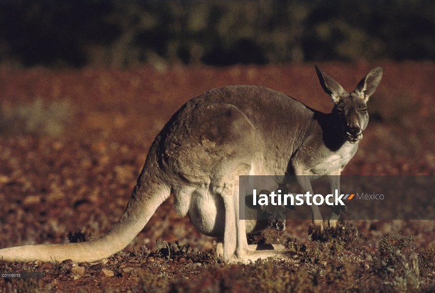 Madre canguro rojo (Macropus rufus) con joey en bolsa, Australia