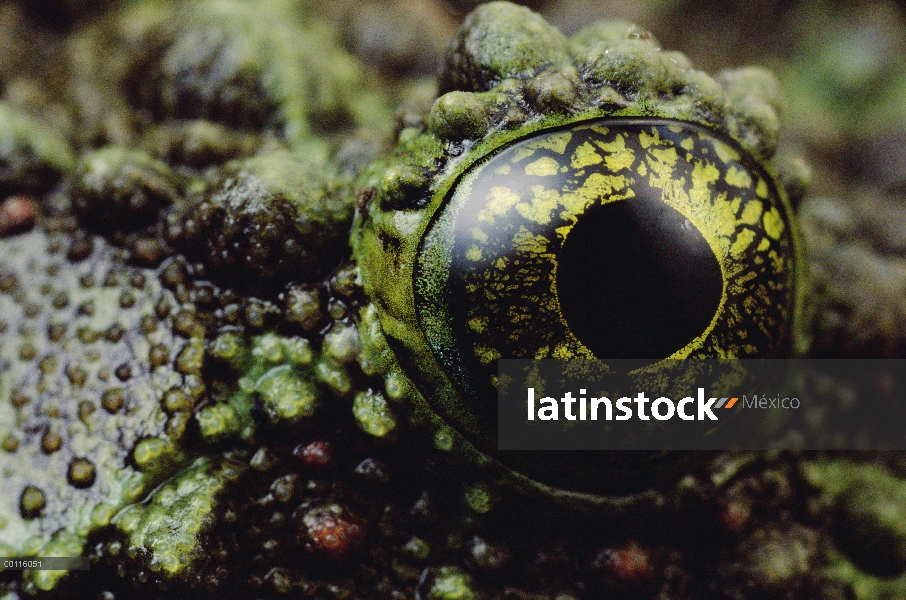 Moss rana (Vietnam corticale) ojos y la cara que muestra la textura y la coloración usada como camuf