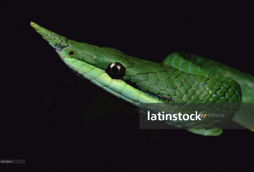 Cara de serpiente (Natrix trianguligera), Parque Nacional de Tam Dao, Vietnam la vid