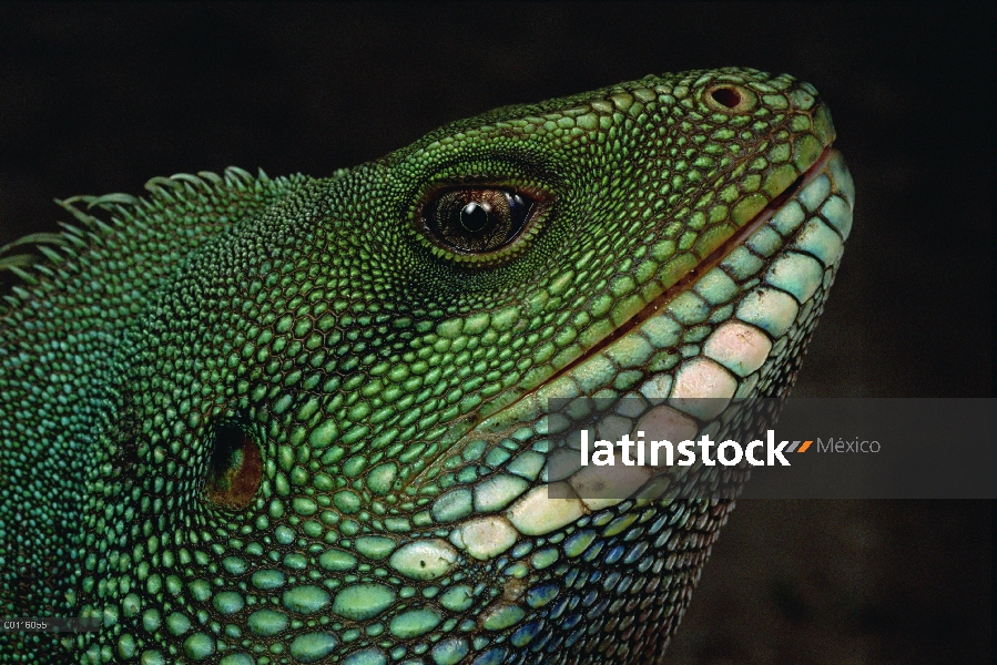 Agua cara de dragón (lesueuri cocincinus), Parque Nacional de Tam Dao, Vietnam