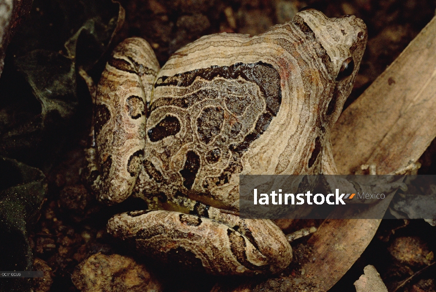 Rana pintada asiático (Microhyla pulchra) mímico el patrón de madera, Parque Nacional de Tam Dao, Vi