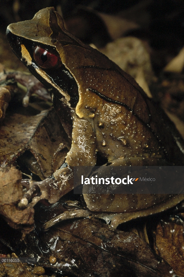 Rana de cuernos de sudeste asiático (Megophrys lateralis) imita la hojarasca muerta, Parque Nacional