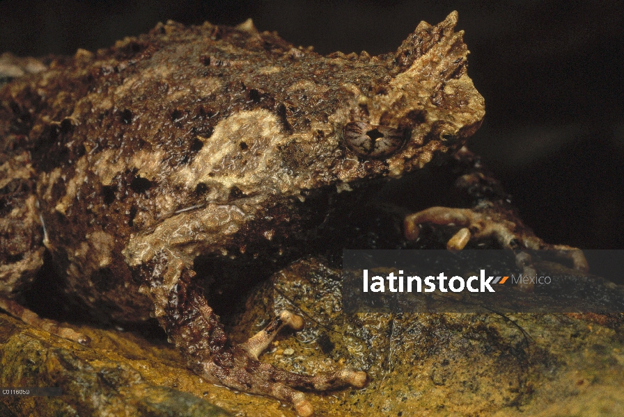 Rana simula suelo, Parque Nacional de Tam Dao, Vietnam