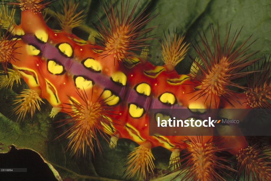 Slug Caterpillar (Setora fletcheri) muestra coloración de advertencia y espinas cargados con toxinas