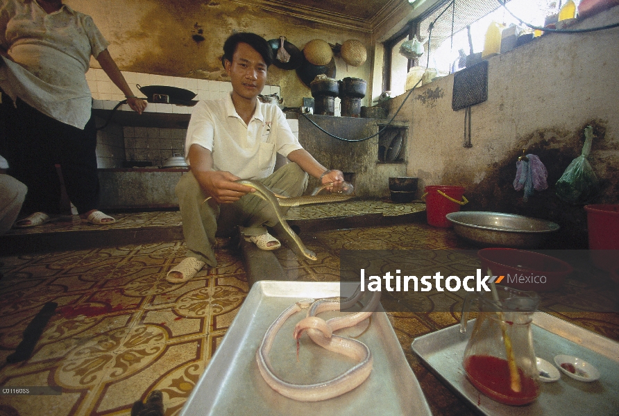 Serpiente está despellejando vivo en un restaurante de Hanoi, sangre, corazón y genitales a la derec