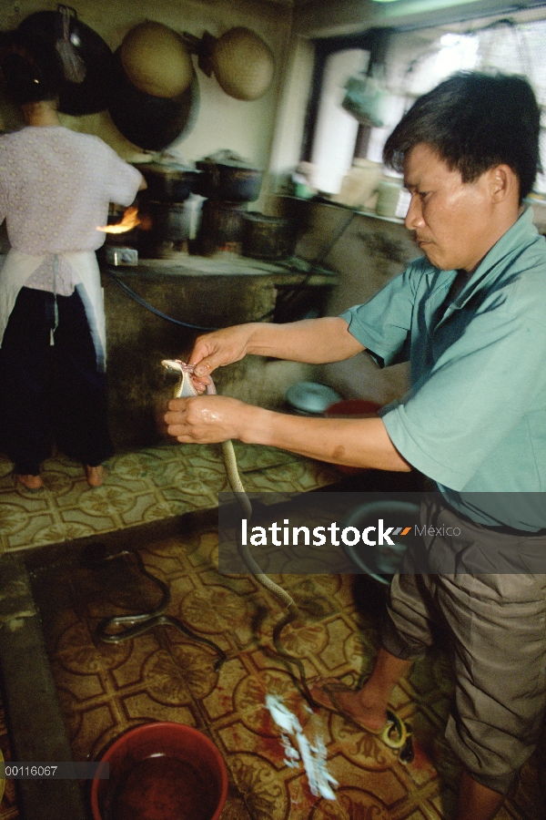 Serpiente está despellejando vivo en un restaurante de Hanoi, sangre, corazón y genitales a la derec