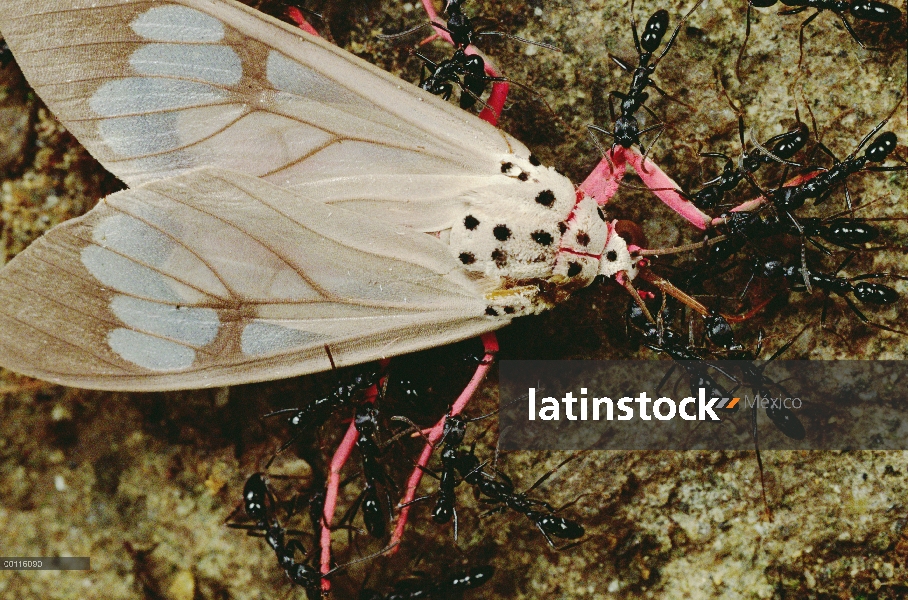 Tiger Moth (astreus Amerila) siendo atacada por hormigas de ejército (Leptogenys diminuta), Parque N