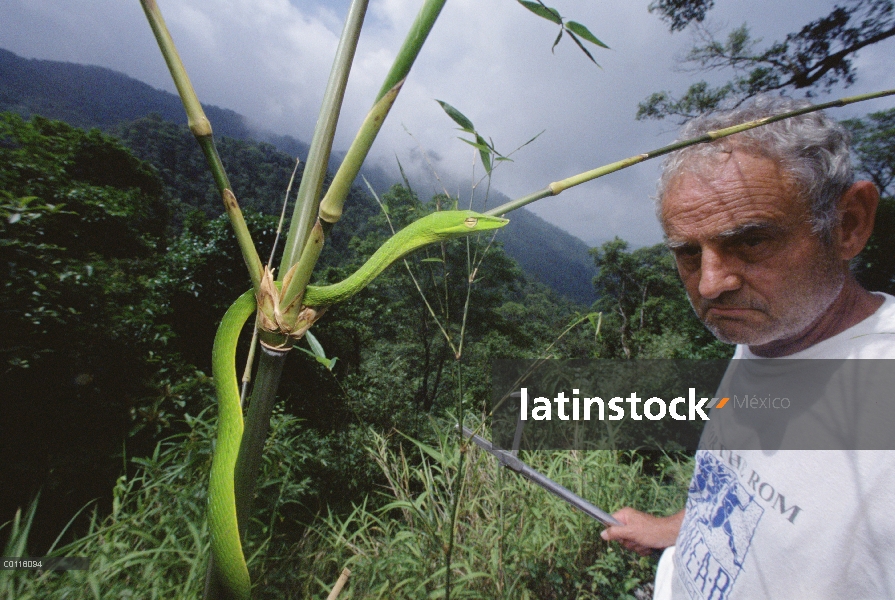 Serpiente de la vid y herpetólogo Ted Papenfuss, Parque Nacional de Tam Dao, Vietnam