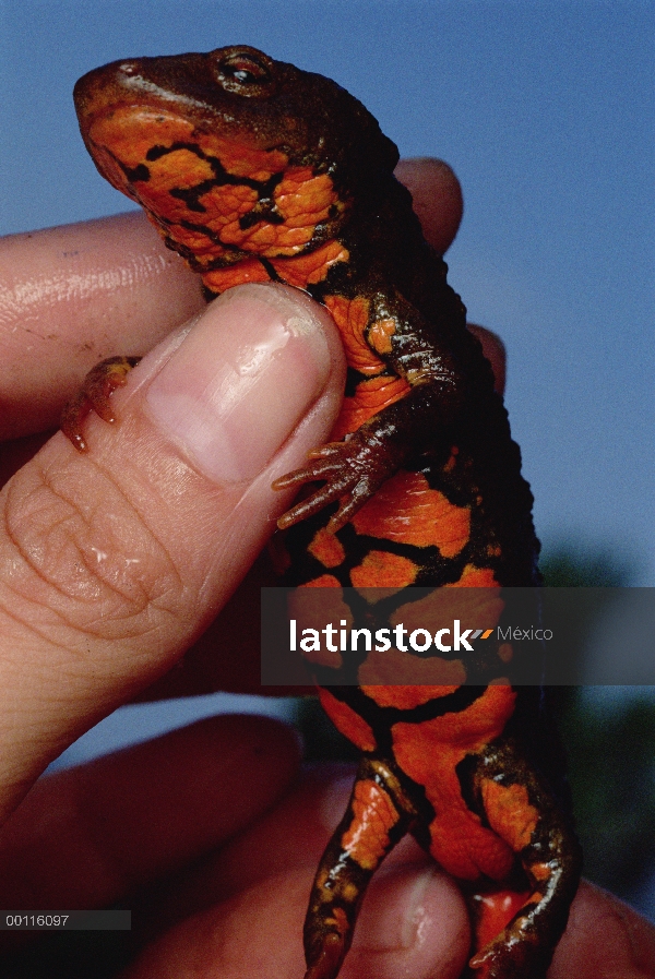 TAM Dao Newt (Paramesotriton deloustali) retenidos por el herpetólogo Kelly Zamudio, Parque Nacional