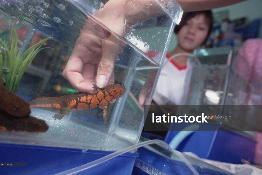 TAM Dao Newt (Paramesotriton deloustali) para la venta en tienda de mascotas, una víctima en peligro