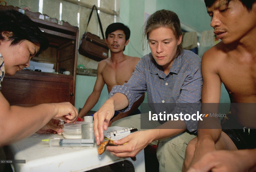 Investigador de TAM Dao Newt (Paramesotriton deloustali) Kelly Zamudio docente población local sobre