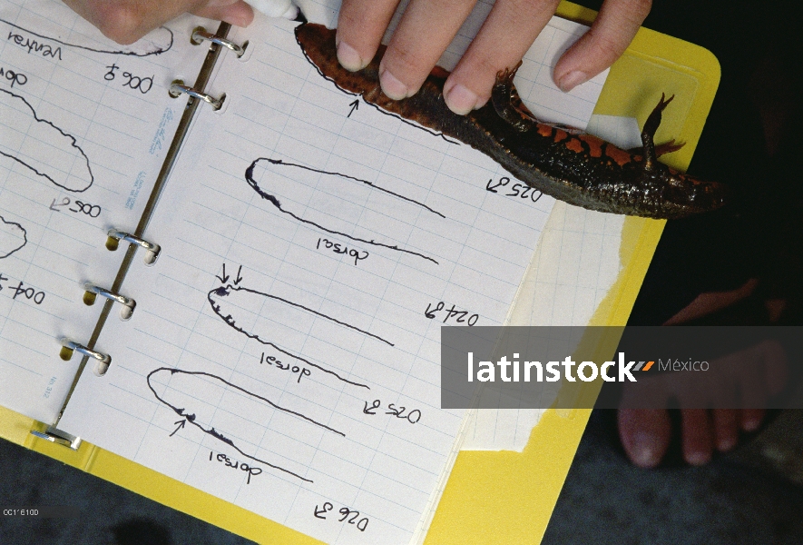 TAM Dao Newt (Paramesotriton deloustali) identificado por las características de la cola, el Parque 