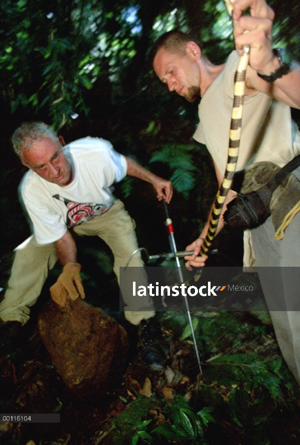 Krait (Bungarus sp) encontrado por herpetólogo ruso Olig Shumakor y Ted Papenfuss, Parque Nacional d