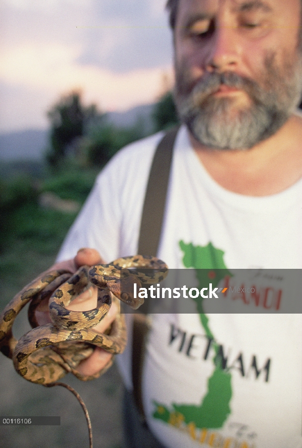 Colubrid serpientes (Boiga sp), una especie recientemente descrita por herpetólogo Ruso Nikolai Orlo