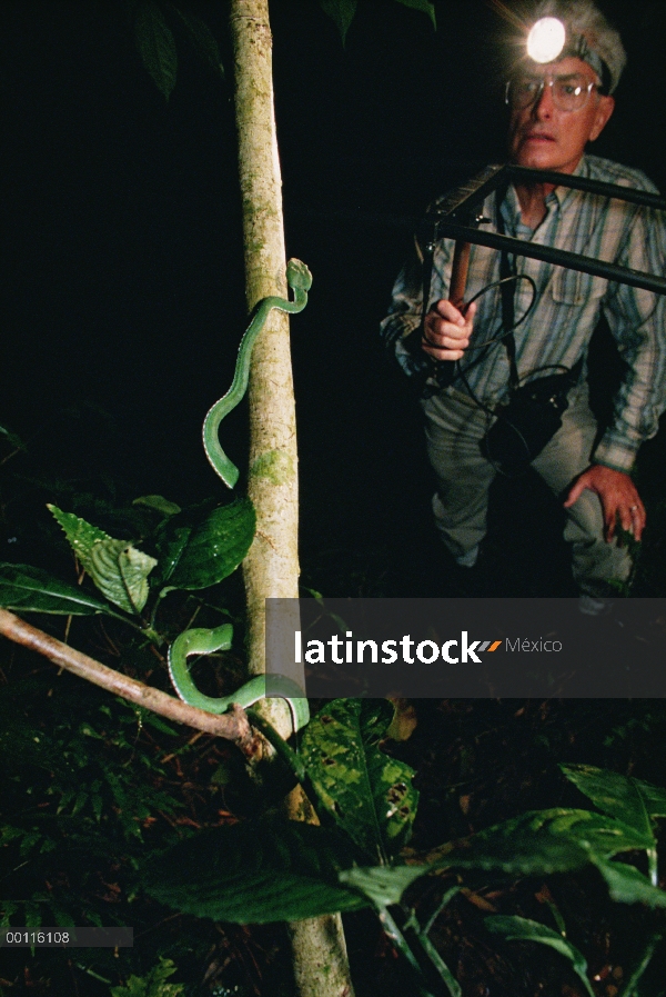 Víbora asiática (Trimeresurus sp) seguido con el transmisor, Parque Nacional de Tam Dao, Vietnam