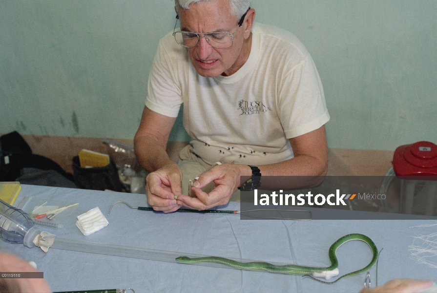 Víbora asiática (Trimeresurus sp) es anestesiado en la preparación para la inserción del radiotransm