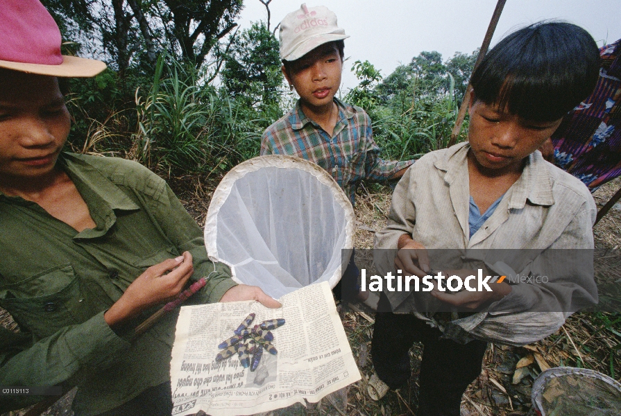 Los niños muestran los escarabajos que han recogido para la venta, Parque Nacional de Tam Dao, Vietn