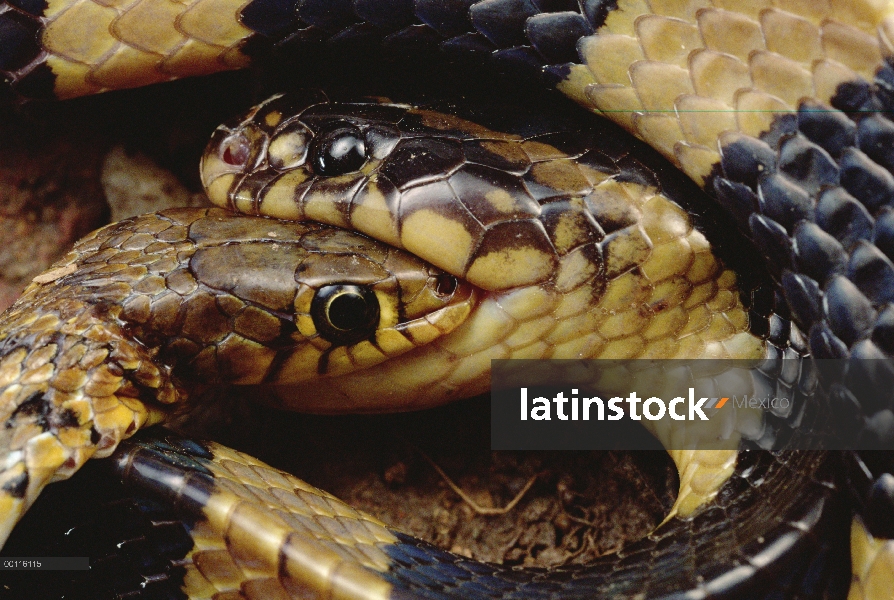 Krait (Bungarus sp) matando a otra serpiente, Parque Nacional de Tam Dao, Vietnam