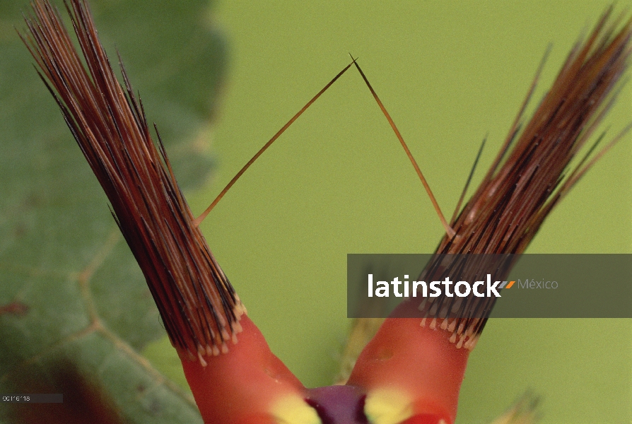 Espinas de Caterpillar (Setora fletcheri) Slug cargados con toxinas se retraen cuando el animal está