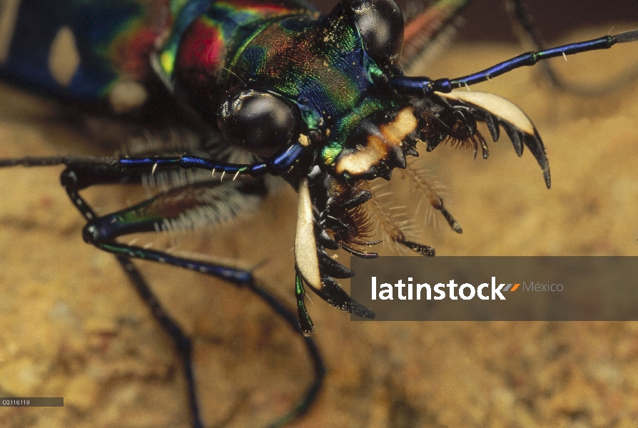 Cara de escarabajos tigre (Cosmodela aurulenta) mostrando las mandíbulas, extensión Parque Nacional 