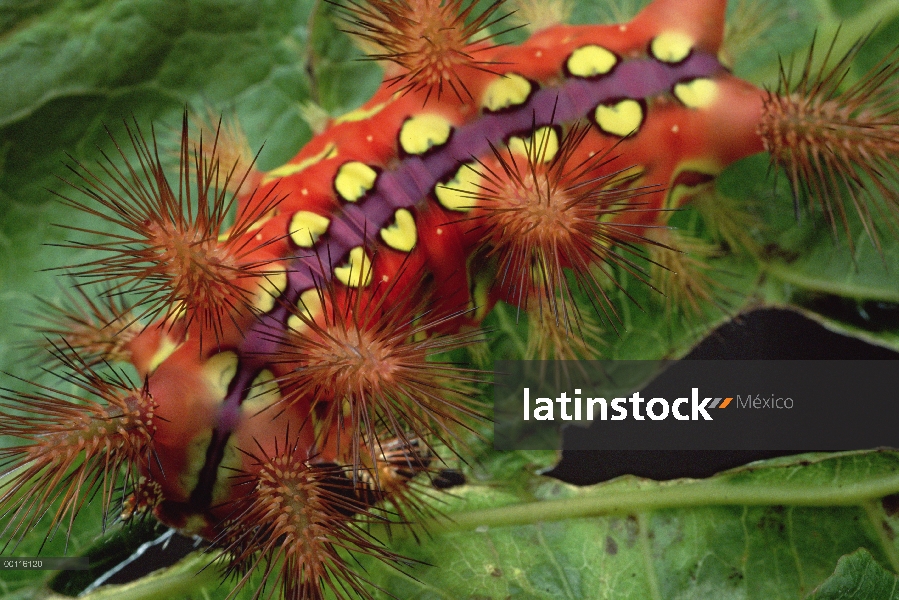 Slug Caterpillar (Setora fletcheri) muestra coloración de advertencia y espinas cargados con toxinas