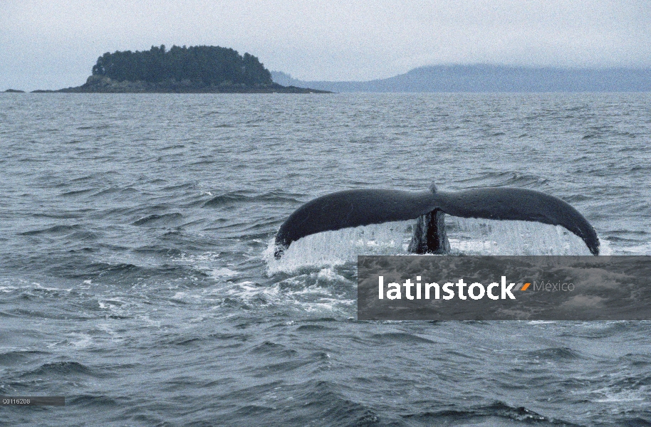 Cola de ballena jorobada (Megaptera novaeangliae), sureste de Alaska