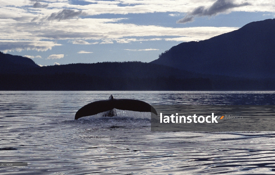 Cola de ballena jorobada (Megaptera novaeangliae) al atardecer, sureste de Alaska