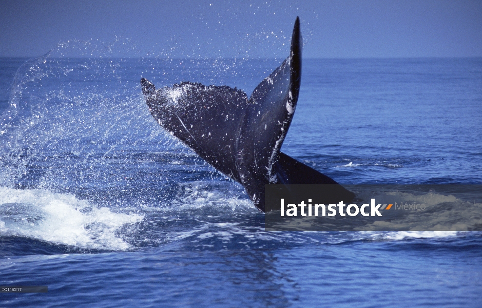 Cola de ballena jorobada (Megaptera novaeangliae) lobs, Maui, Hawaii - aviso deberá acompañar la pub