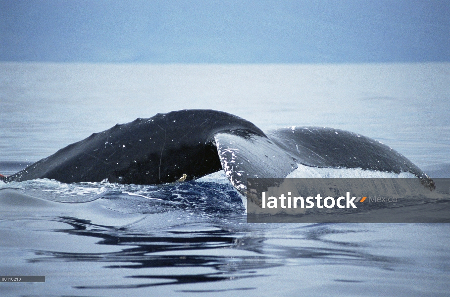 Ballena jorobada (Megaptera novaeangliae) buceo, Maui, Hawaii - aviso deberá acompañar la publicació