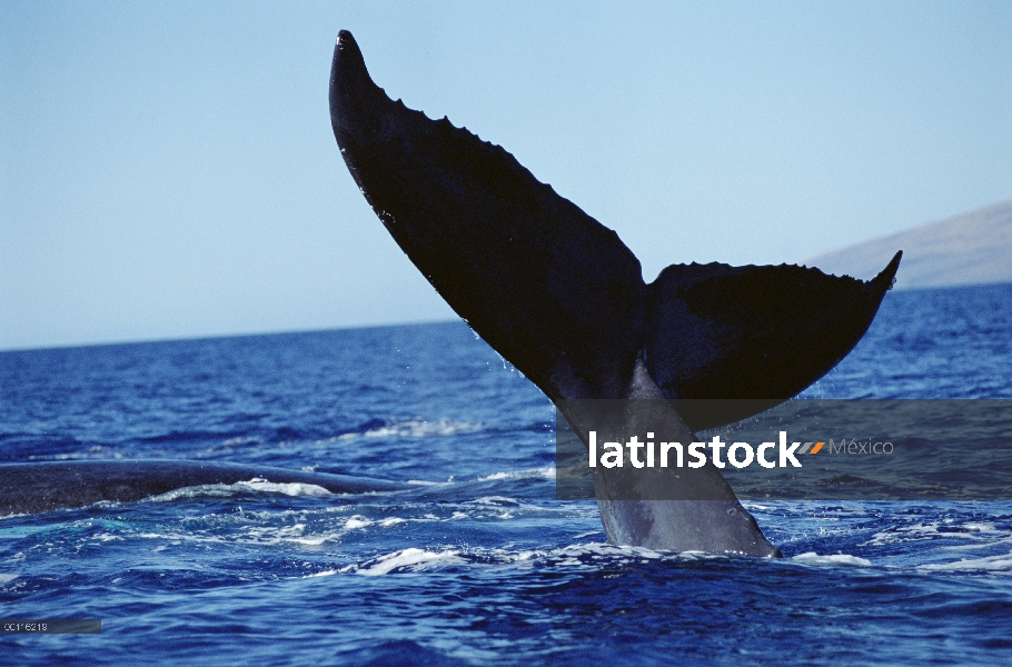 LOB de cola de ballena jorobada (Megaptera novaeangliae), Maui, Hawaii