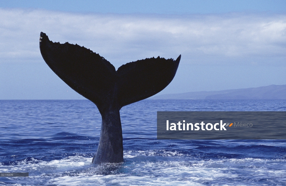 Cola de ballena jorobada (Megaptera novaeangliae) lob, Maui, Hawaii - aviso deberá acompañar la publ