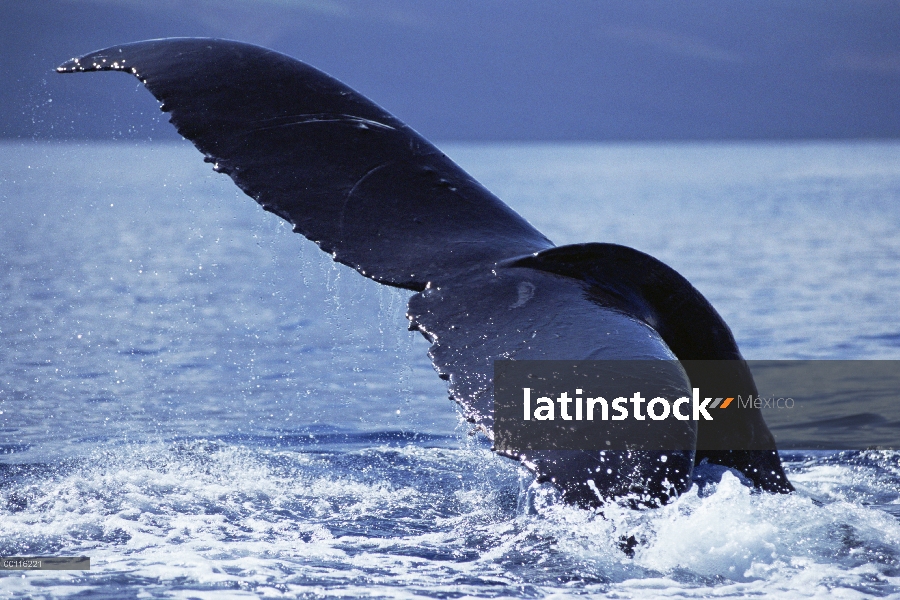 Cola de ballena jorobada (Megaptera novaeangliae) lobs, Maui, Hawaii - aviso deberá acompañar la pub