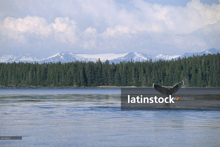 Cola de ballena jorobada (Megaptera novaeangliae), sureste de Alaska