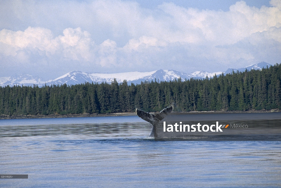 Cola de ballena jorobada (Megaptera novaeangliae), sureste de Alaska