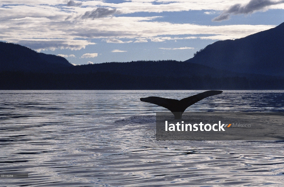 Cola de ballena jorobada (Megaptera novaeangliae) al atardecer, sureste de Alaska