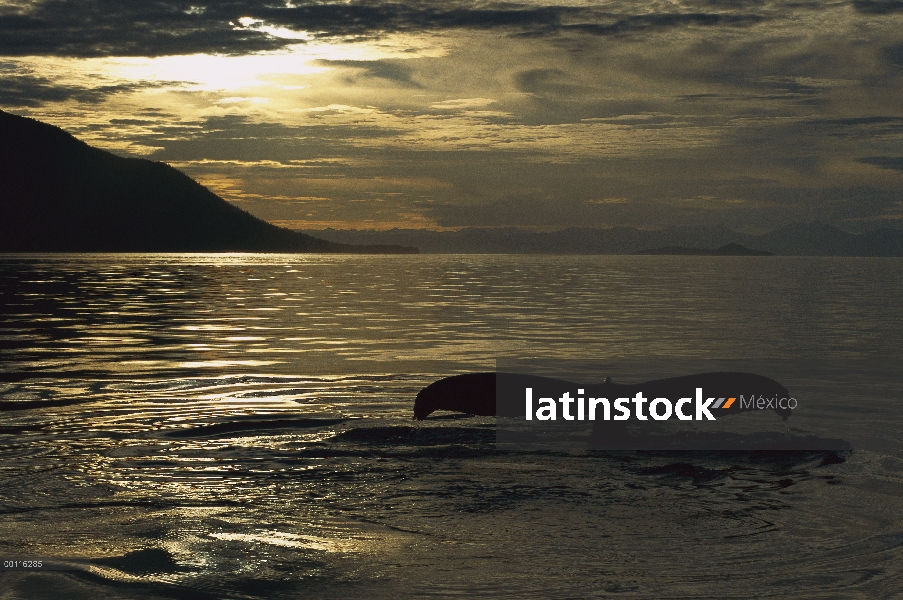 Ballena jorobada (Megaptera novaeangliae) buceo al atardecer, sureste de Alaska