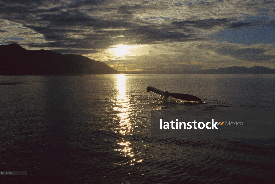 Alaska suroriental, puesta de sol y cola de ballena jorobada (Megaptera novaeangliae)