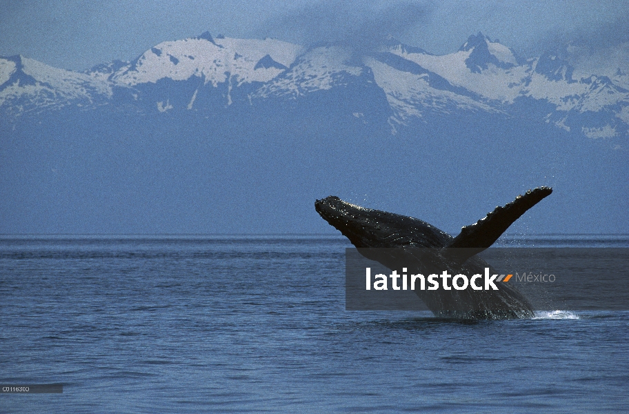 Incumplimiento de la ballena jorobada (Megaptera novaeangliae), sureste de Alaska