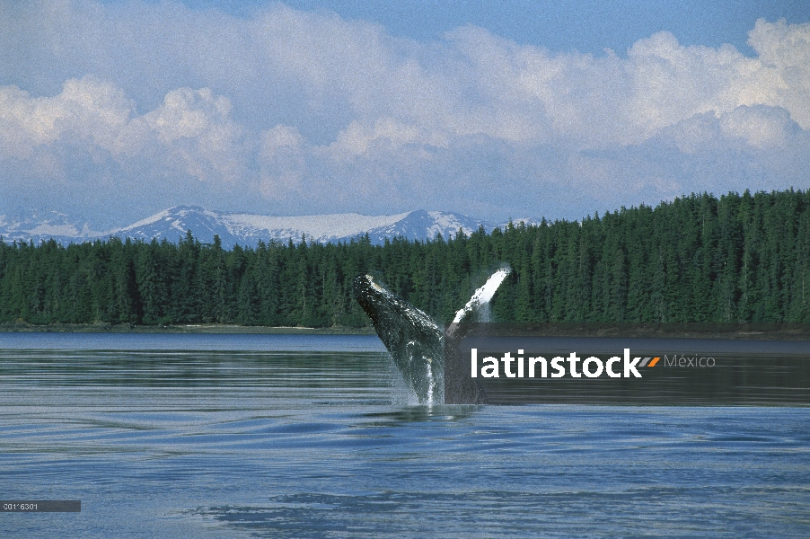 Ballena jorobada (Megaptera novaeangliae) violar, sureste de Alaska