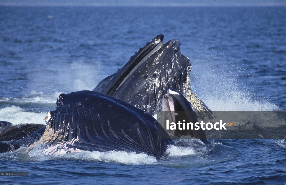 Ballena jorobada (Megaptera novaeangliae) gulp cooperativa de alimentación en la escuela de arenques