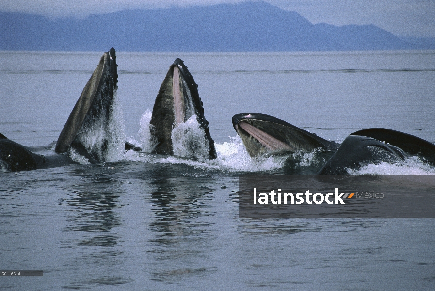 Ballena jorobada (Megaptera novaeangliae) pod se dedica a la cooperativa gulp alimentándose de escue