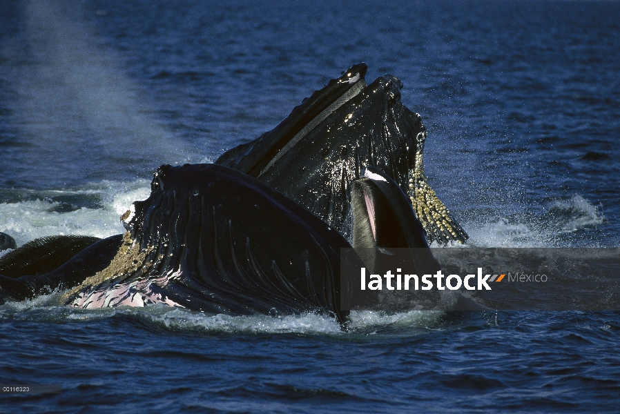 Ballena jorobada (Megaptera novaeangliae) grupo participar en gulp cooperativa de alimentación en la