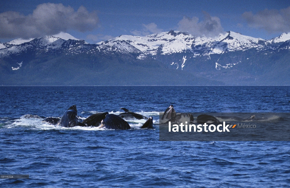 Ballena jorobada (Megaptera novaeangliae) gulp cooperativa de alimentación en la escuela de arenques