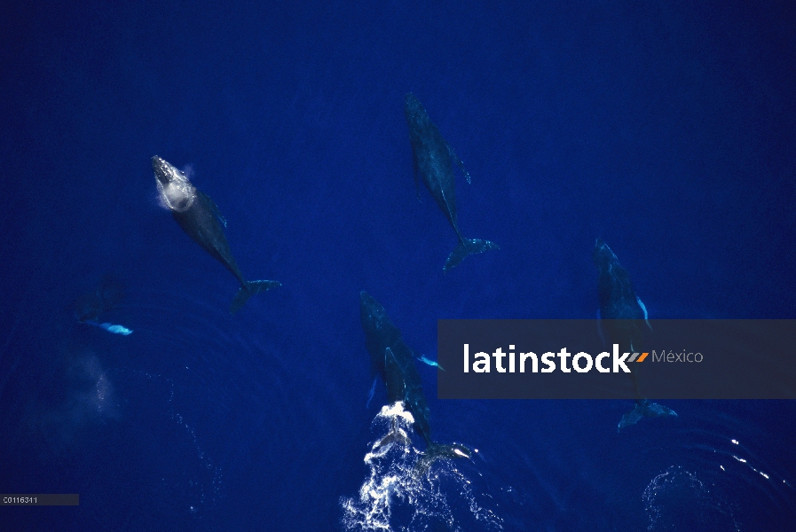 Ballena jorobada (Megaptera novaeangliae) vaca y becerro con cuatro machos, Maui aviso deberá acompa