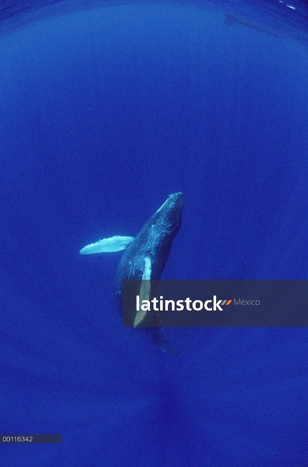 Becerro de la ballena jorobada (Megaptera novaeangliae) visto por la madre, Hawaii - aviso deberá ac